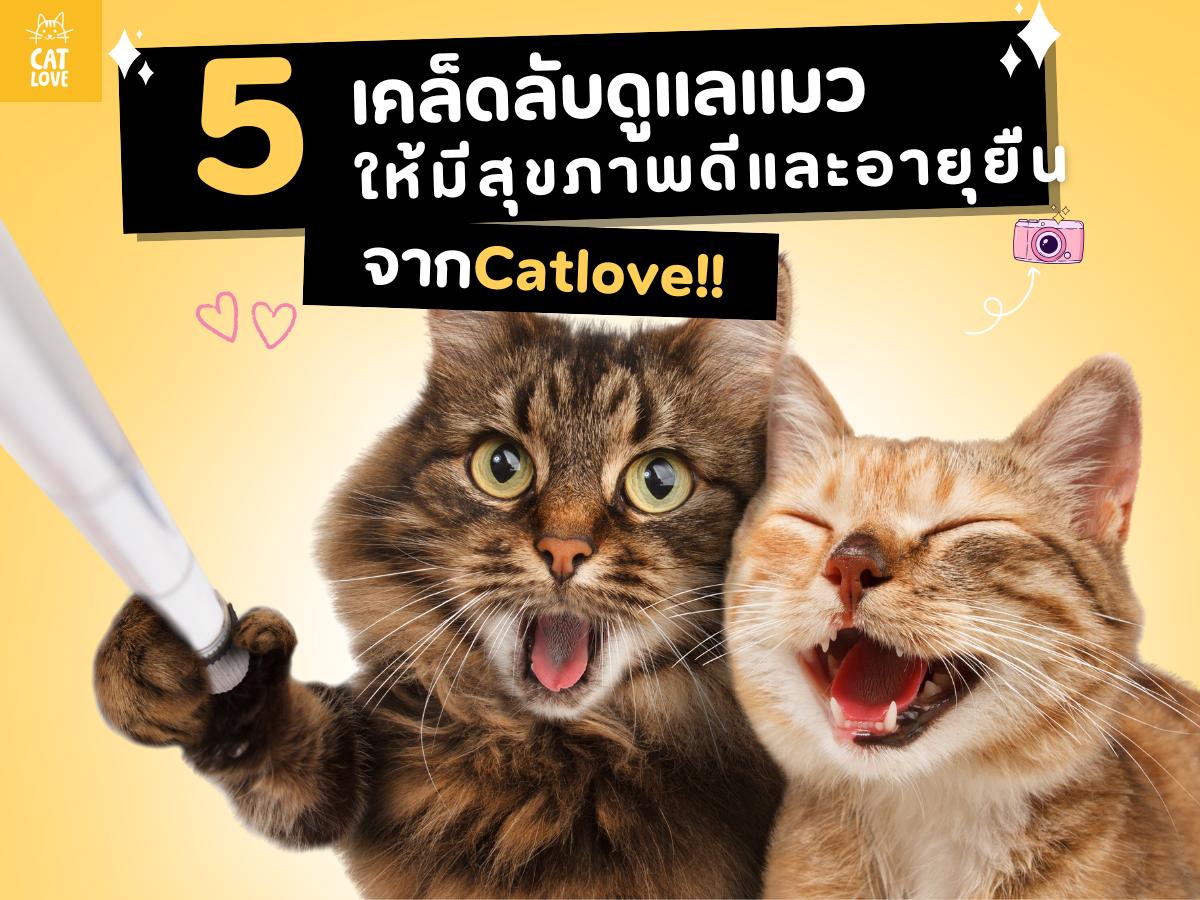 5 เคล็ดลับดูแลแมวให้มีสุขภาพดีและอายุยืน