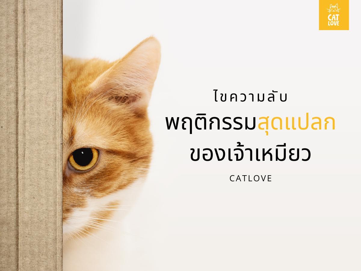 ไขความลับพฤติกรรมสุดแปลกของเจ้าเหมียว