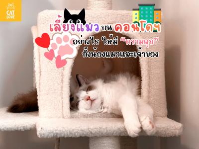 เลี้ยงแมวบนคอนโดฯ อย่างไร ให้มีความสุขทั้งน้องแมวและเจ้าของ